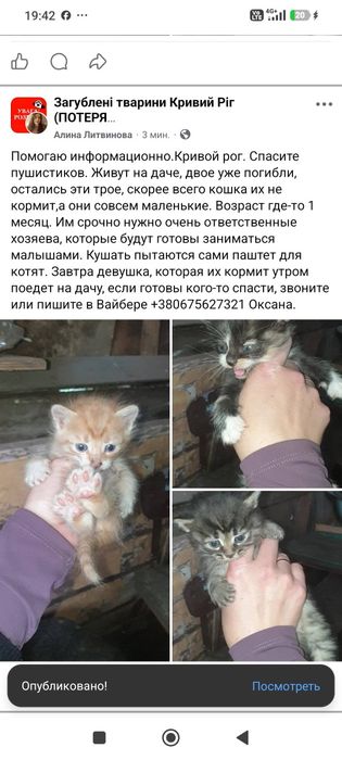 Спасите котят. котята даром. котенок бесплатно. кот. кошка.