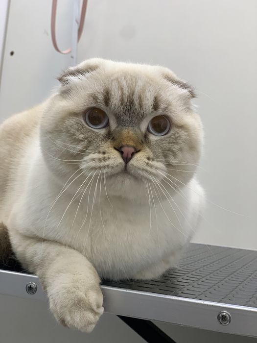 Стрижка  груминг собак и котов Кривой Рог