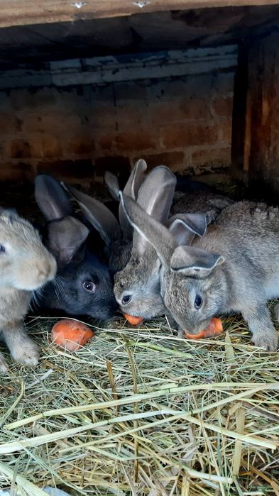 Продам кроленя Фландер