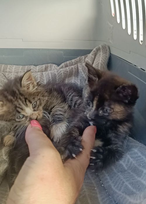 Gatinhas bebés para adoção responsáve