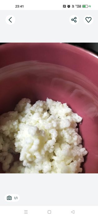 Grzybek tybetański zapraszam