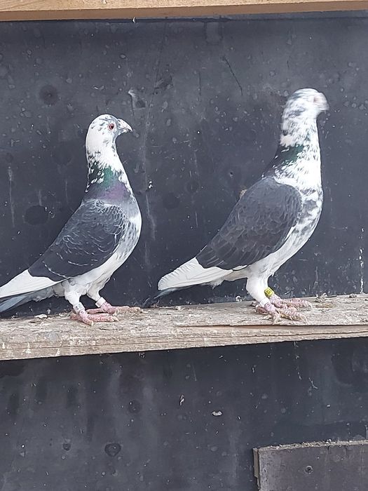 Sprzedam parę Staropolskich