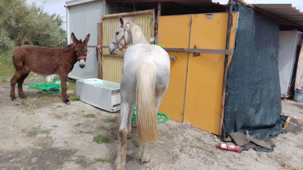 Égua russa 1.60 m com 6 anos mais formações ligam