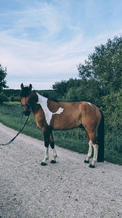 koń, wałach do rekreacji
