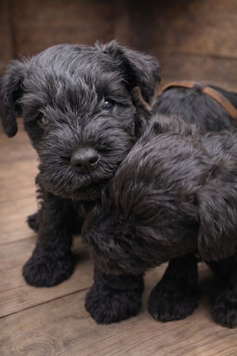 Sznaucer miniaturowy