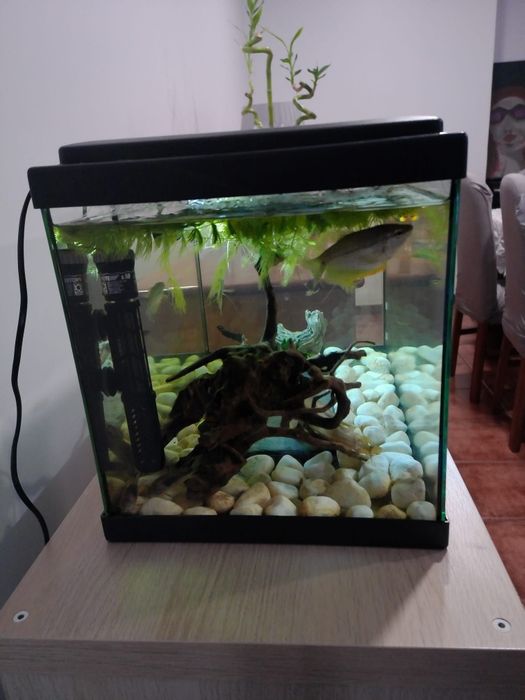 Aquário com peixes