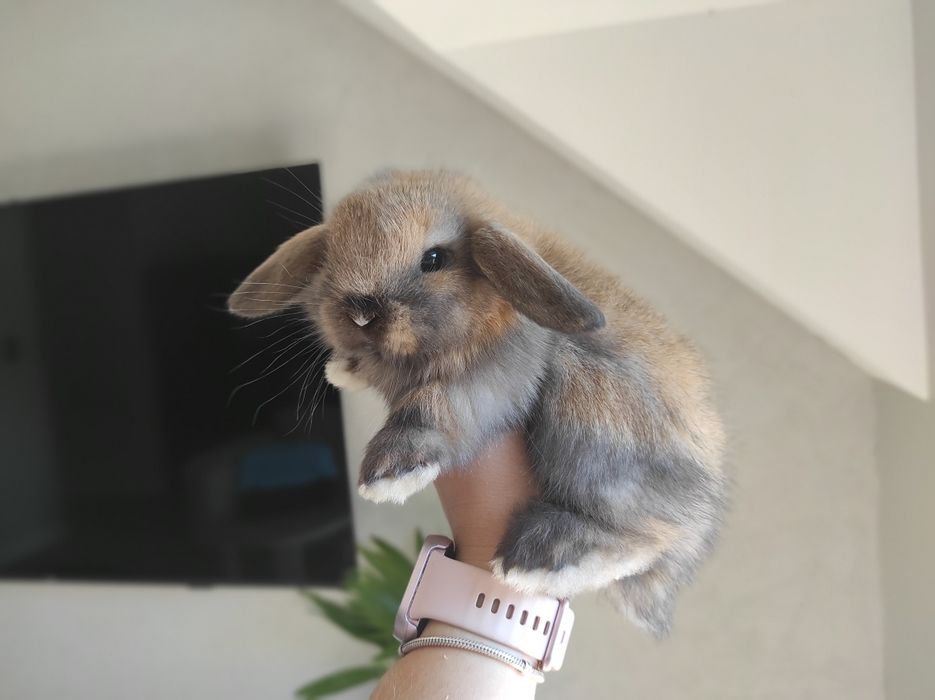 Mini Lop Czystej Rasy Malutkie Króliczki z WYPRAWKĄ