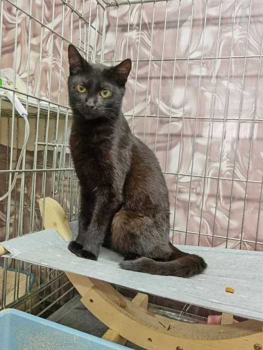 Willi około, roczny kociak