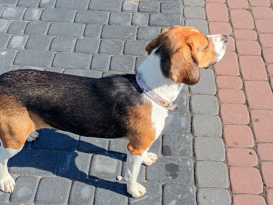 Prześliczny szczeniak Beagle roczny.