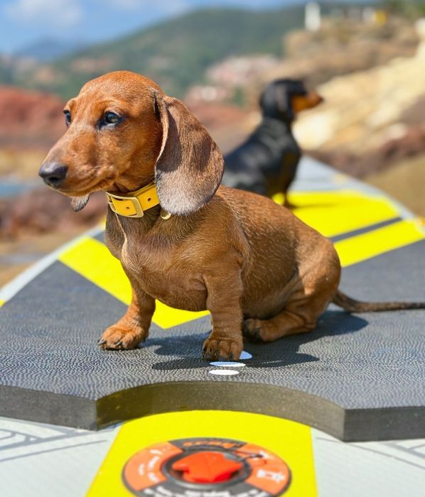 Руді і чорнопідпалий таксята.