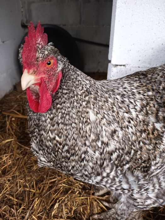 Vendo ovos fecundados de galinhas de raça