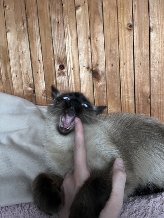 Шукаю кавалера для киці