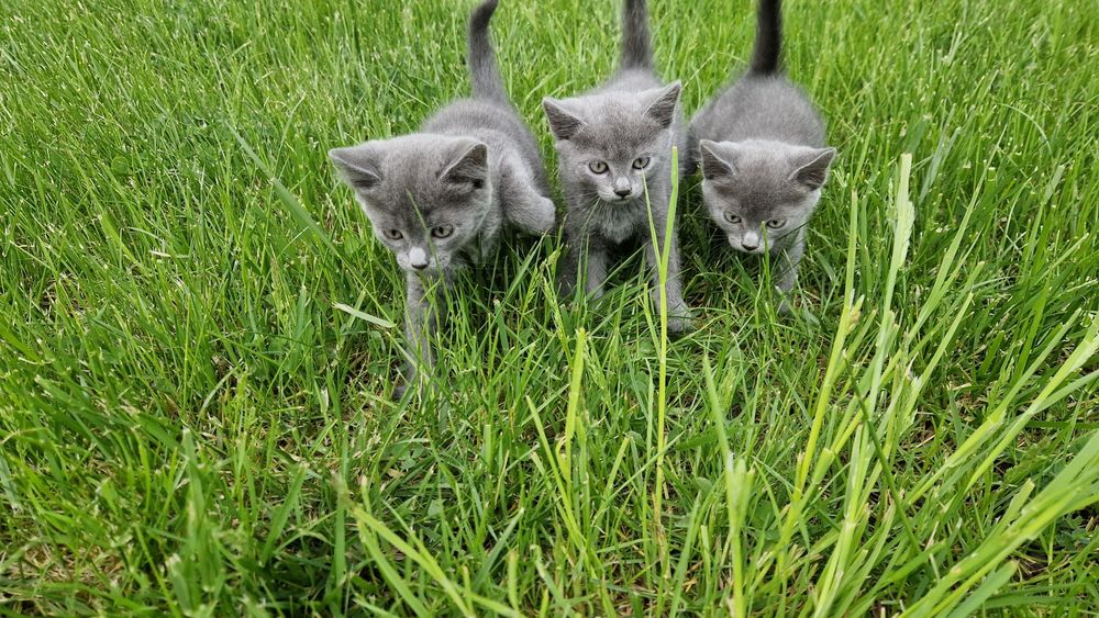Кошенята Шартрез Котята Шартрез Кошеня
