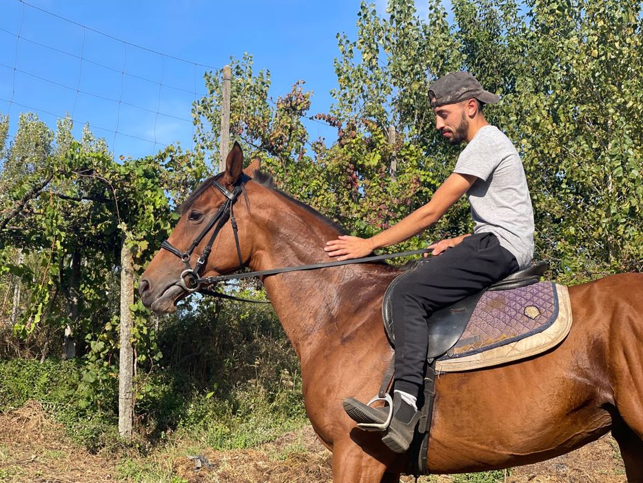 Vendo Égua puro sangue