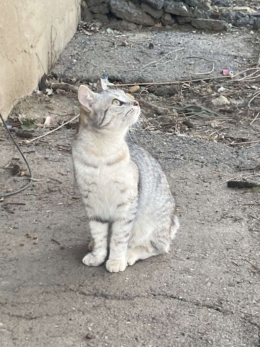 Котёнок 9 мес девочка