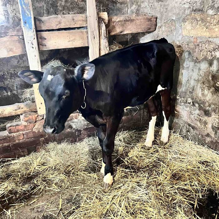 Продам телицю голштин 5 місяців