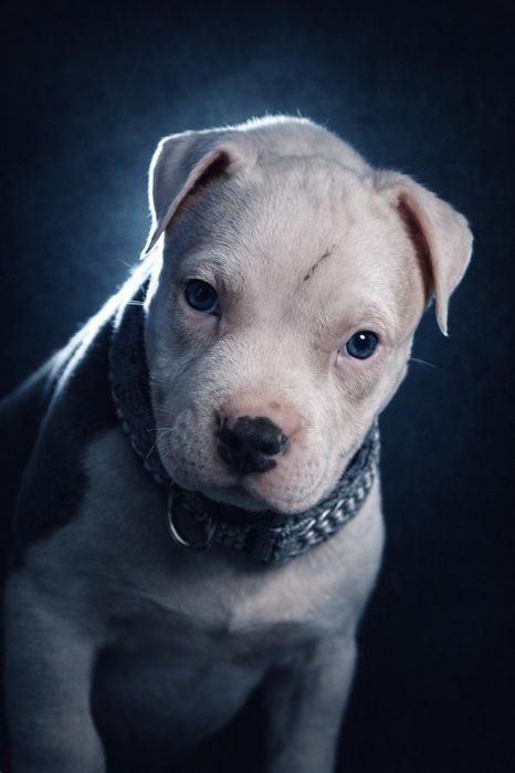 American Staffordshire Terrier