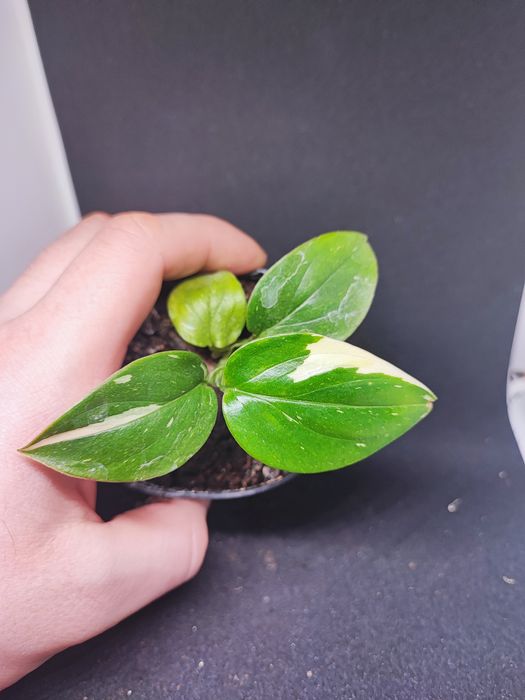 Monstera Cobra rosnąca sadzonka