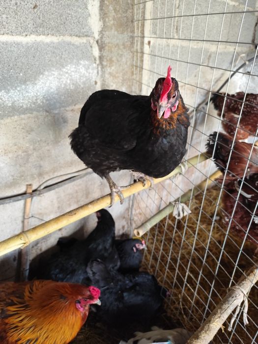 Ovos férteis Oliverejer e legorne