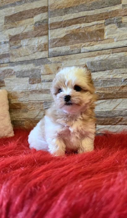 Yorkshire Terrier Golddust cudna biało-złota suczka york