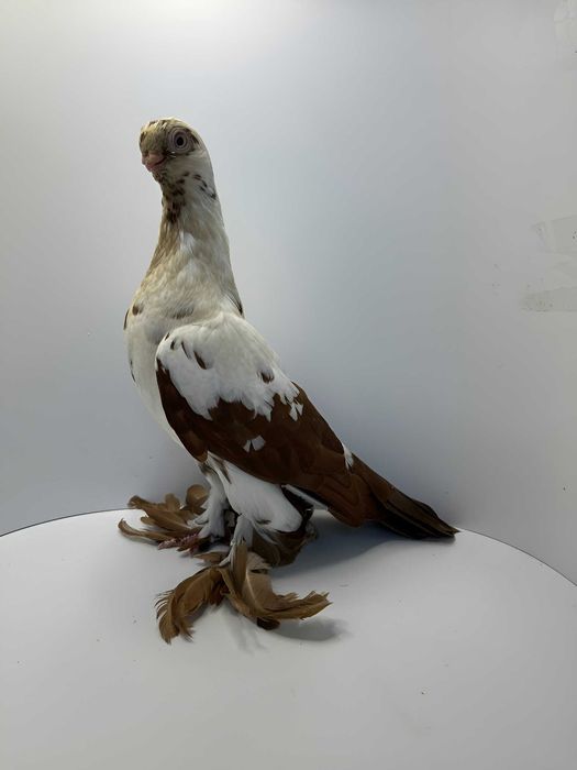 Motyl warszawski czerwony samiec 2025r.