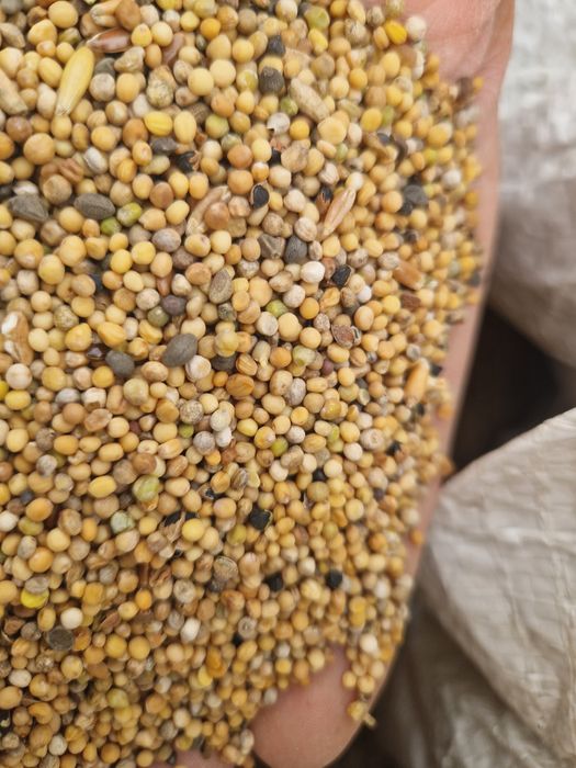 Gorczyca biala żółta poplon transport wysylka