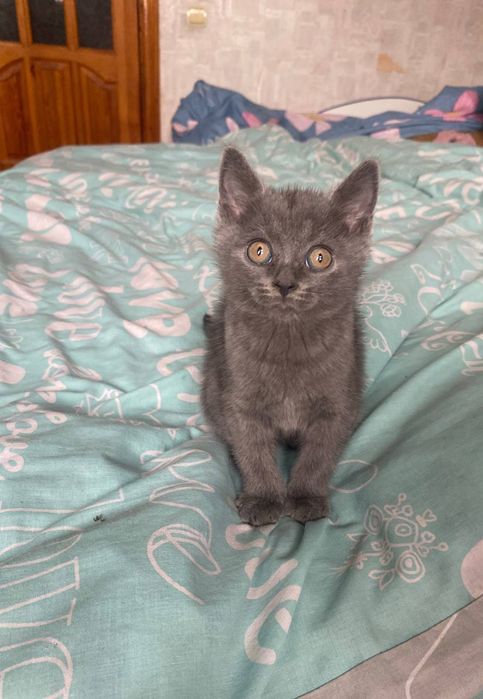 шикарний шотландик