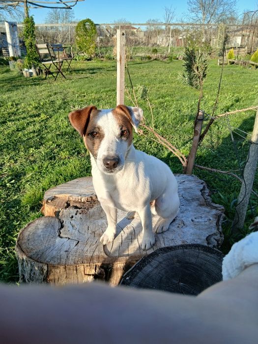 Вязка Джек Рассел