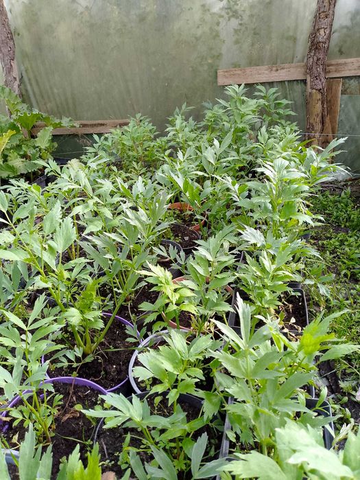 Krzewy i byliny ozdobne ( np. budleja, mięta, lawenda, laurowiśnia)