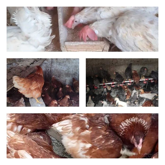 Продам кури несушки! Доставка безкоштовна. Бахмач!