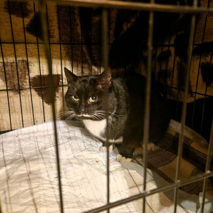 Marzną w pustostanie, kocięta z lasu