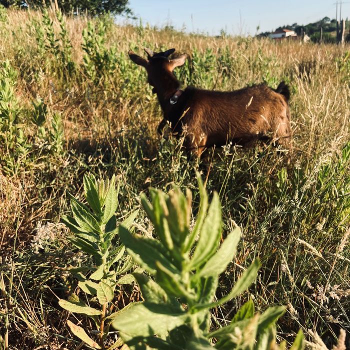 Animais de quinta