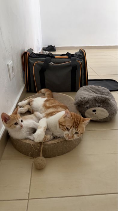 Gatinhos Laranjinhas Fofinhos