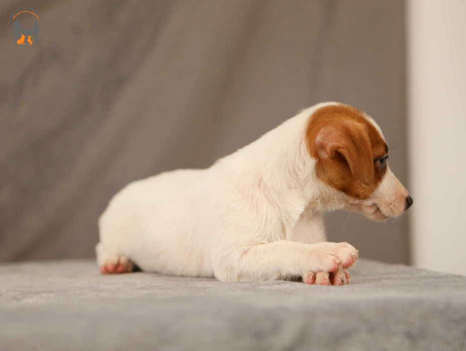 Jack Russell Terrier po Championie rezerwacja
