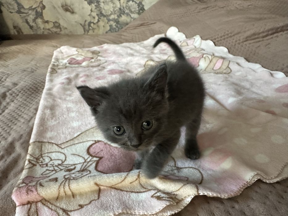Чудові кошеннятка