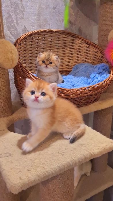 Шикарные малыши золотая шиншилла