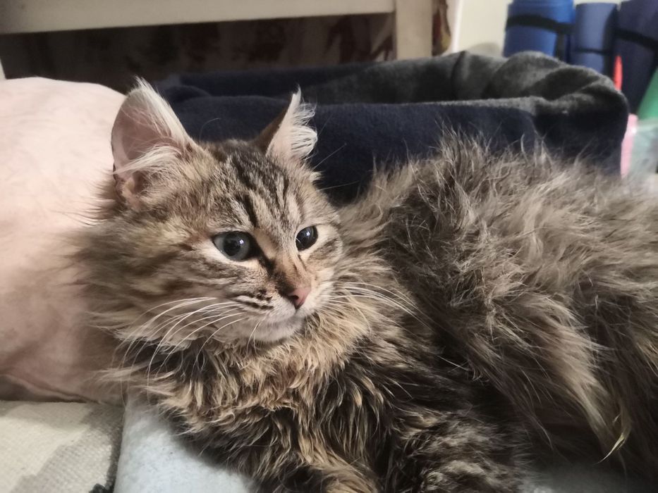 Пухнаста смугаста кішечка 6 місяців