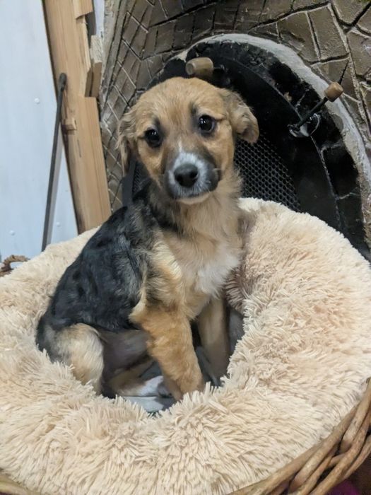 Цуценя у добрі руки