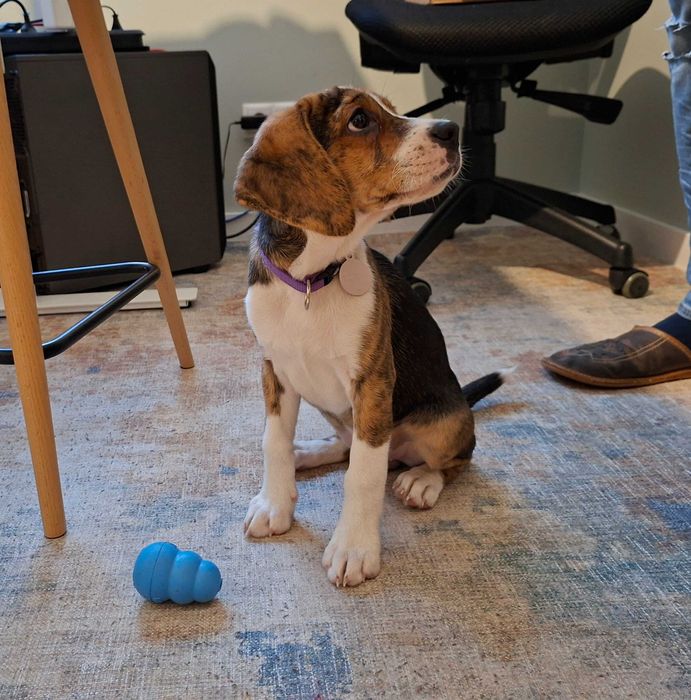 Szczeniaczek w typie beagle