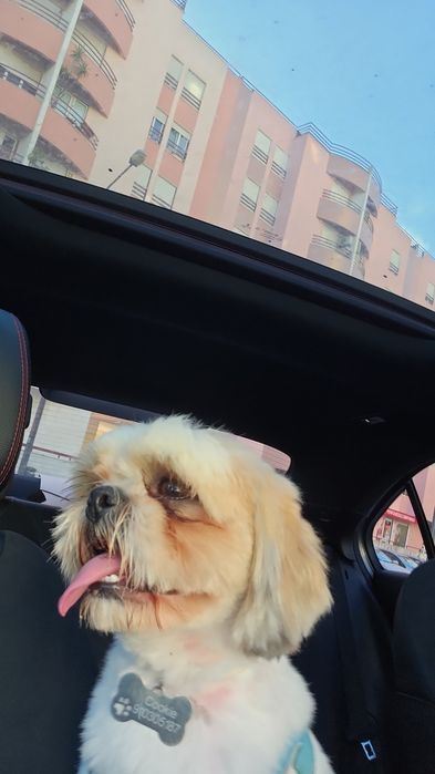 Da-se cãozinho shi-tsu