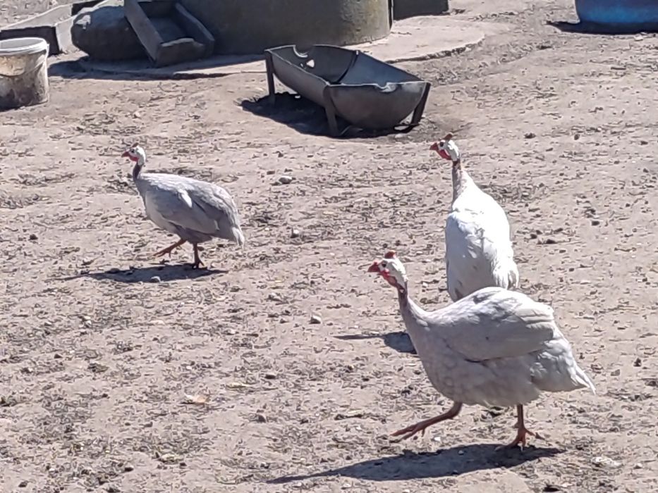 Sprzedam lub perliki