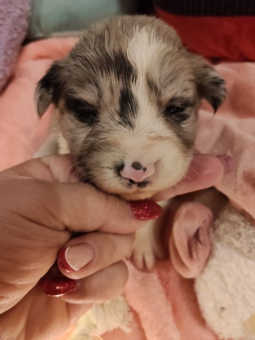 Border collie dziewczynka Blue -merle nr2/badania genetyczne/stawy/RTG