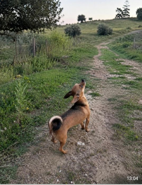 Chihuahua muito linda