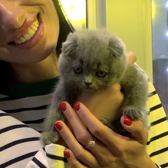 Кошенята з іскрою в очах