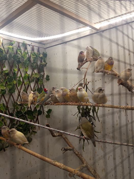 Agapórnis roseicolis