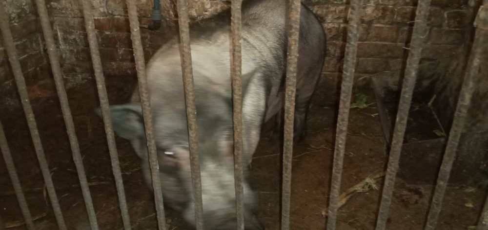 Продам в'єтнамські свині