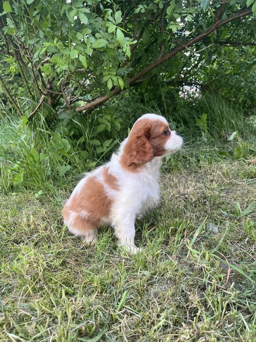 Szczeniak Cavalier King Charles Spaniel