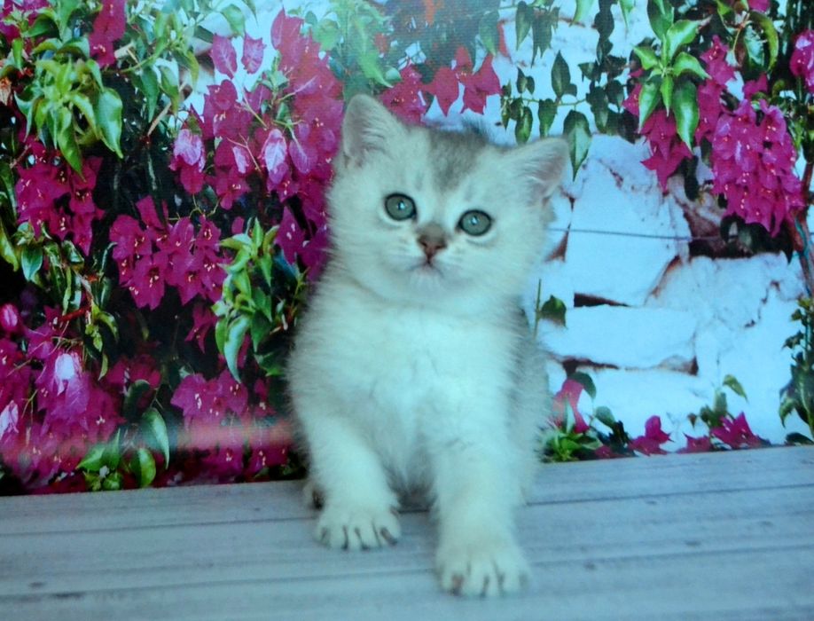 красиві породні сріблясті шиншили