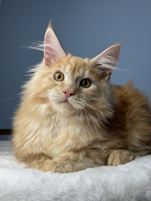 Огненный рыжий котенок мейн кун крупная линия 4 месяца мальчик