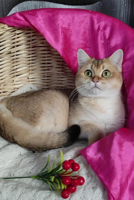 Британська золота шиншила прямовухі хлопчик дівчинка 10 місяців